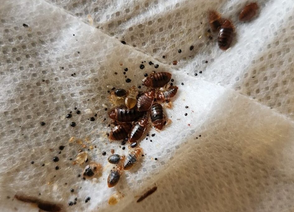 Bed bugs